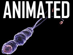 3d flagellate bacteria