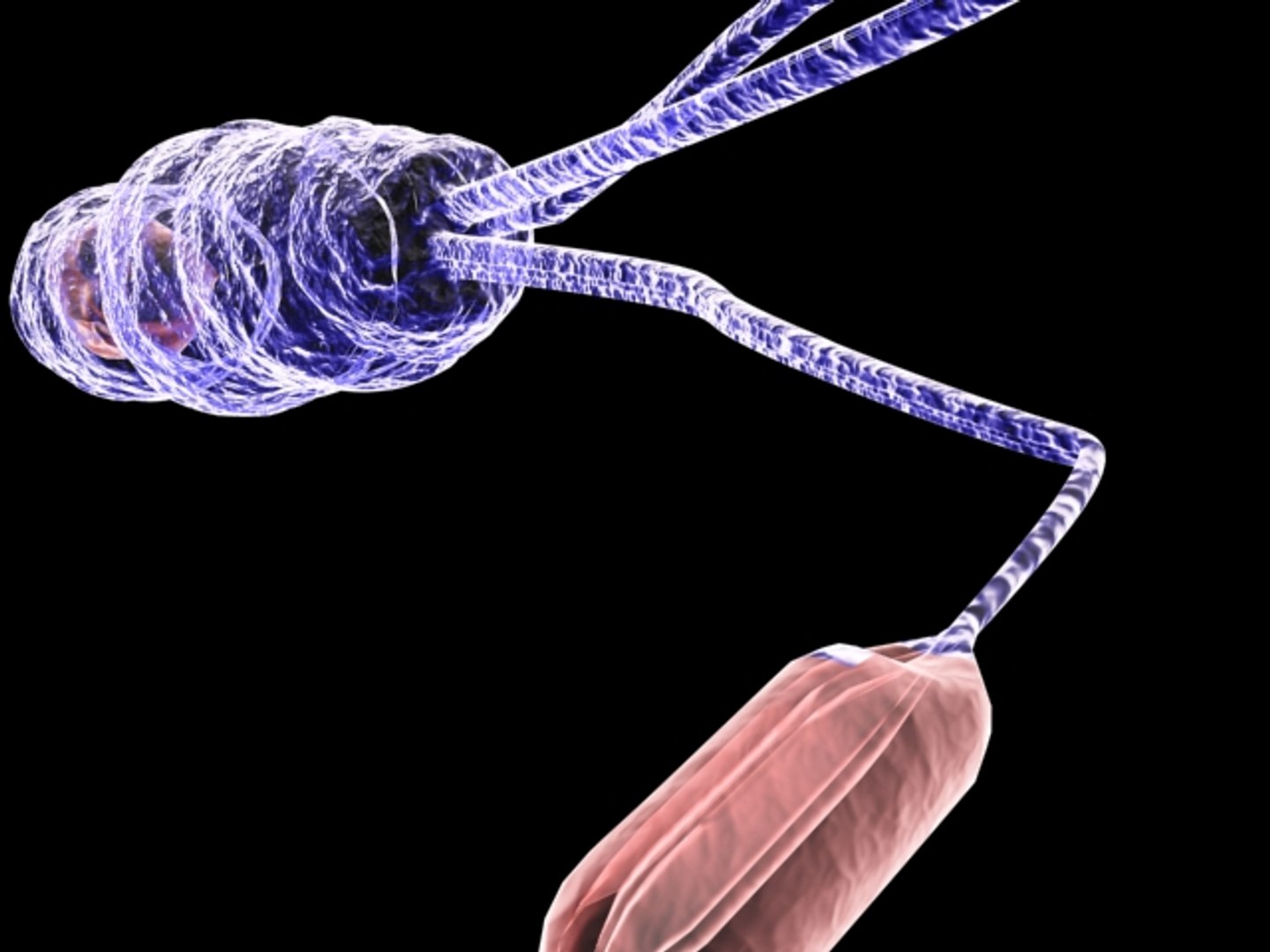3d flagellate bacteria https://p.turbosquid.com/ts-thumb/PS/zgNmAo/eOrxpCrB/4/jpg/1185311476/1920x1080/fit_q87/d99ea2b838539e56d78e1b48f4d79beaafb2bbeb/4.jpg
