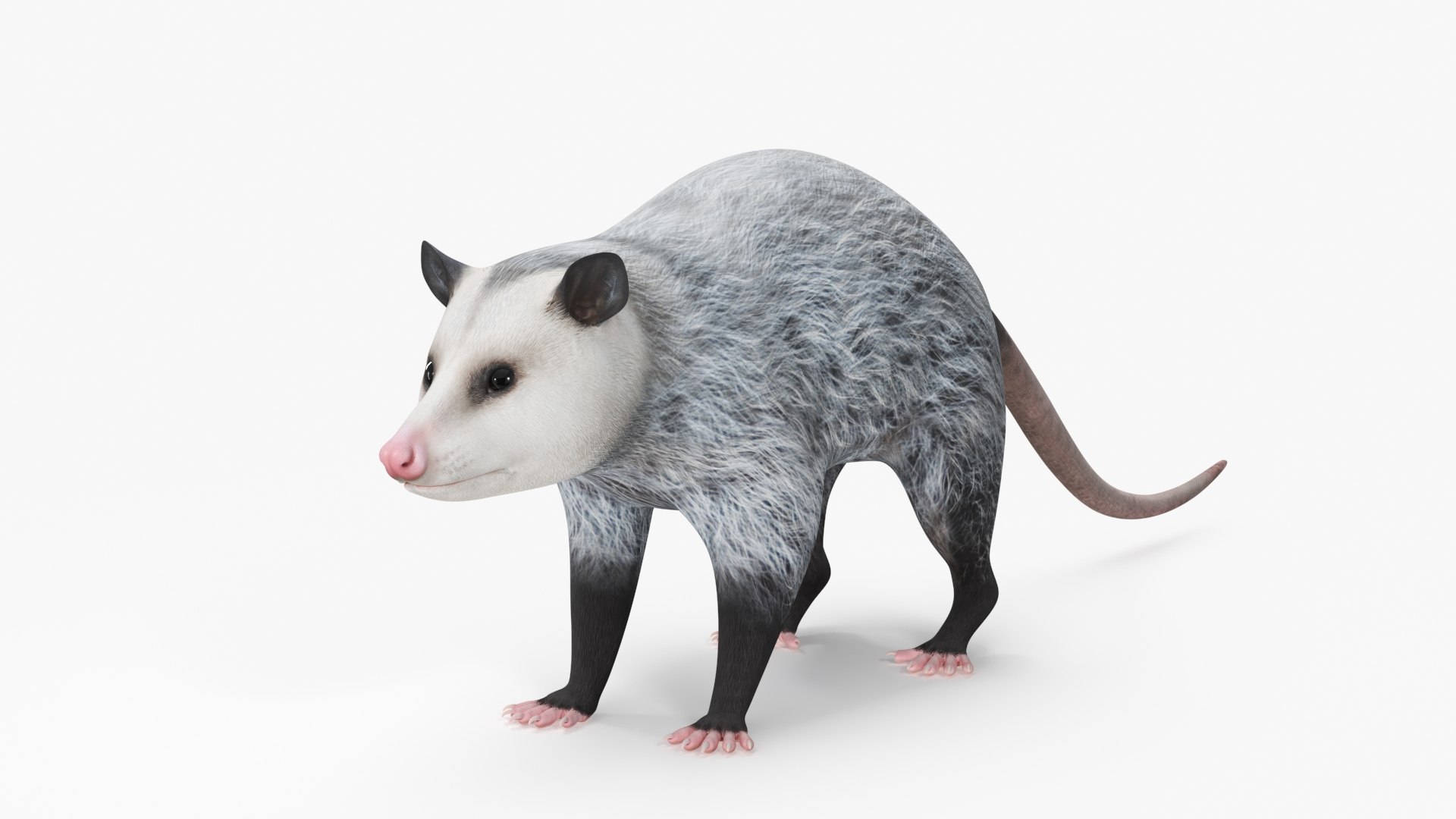 Opossum 3D model preview