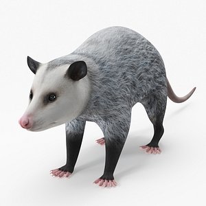 Opossum 3D model