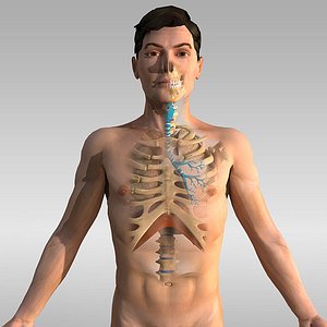 Human Anatomy - respiratory system