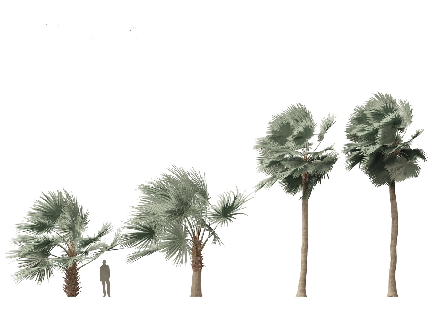 3D Bismarckia nobilis - Silver Bismarck Palm 04 https://p.turbosquid.com/ts-thumb/PT/6NY5Sr/IC/bismarckianobilis045/jpg/1702285236/1920x1080/fit_q87/cc3224ab9549fc18ff5cfce9bfe7d137d4029e8d/bismarckianobilis045.jpg
