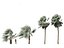 Bismarckia nobilis - Silver Bismarck Palm 04