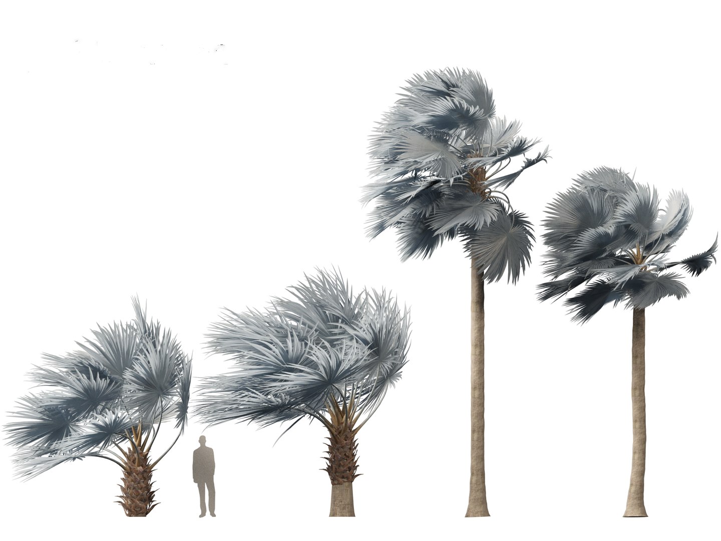 3D Bismarckia nobilis - Silver Bismarck Palm 04 https://p.turbosquid.com/ts-thumb/PT/6NY5Sr/IQ/bismarckianobilis043/jpg/1702285234/1920x1080/fit_q87/a67139afe16765b0918885814d6688e207ca969c/bismarckianobilis043.jpg
