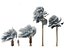 Bismarckia nobilis - Silver Bismarck Palm 04