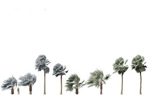 3D Bismarckia nobilis - Silver Bismarck Palm 04