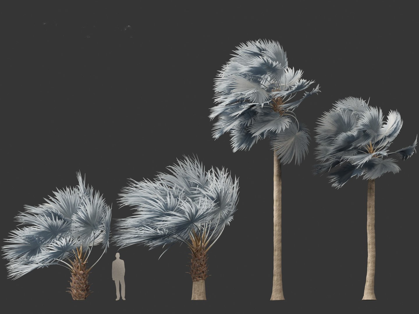 3D Bismarckia nobilis - Silver Bismarck Palm 04 https://p.turbosquid.com/ts-thumb/PT/6NY5Sr/sE/bismarckianobilis044/jpg/1702285234/1920x1080/fit_q87/82aac8429c5831cbfcdd51127c3ee0f3baacc082/bismarckianobilis044.jpg