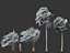 Bismarckia nobilis - Silver Bismarck Palm 04