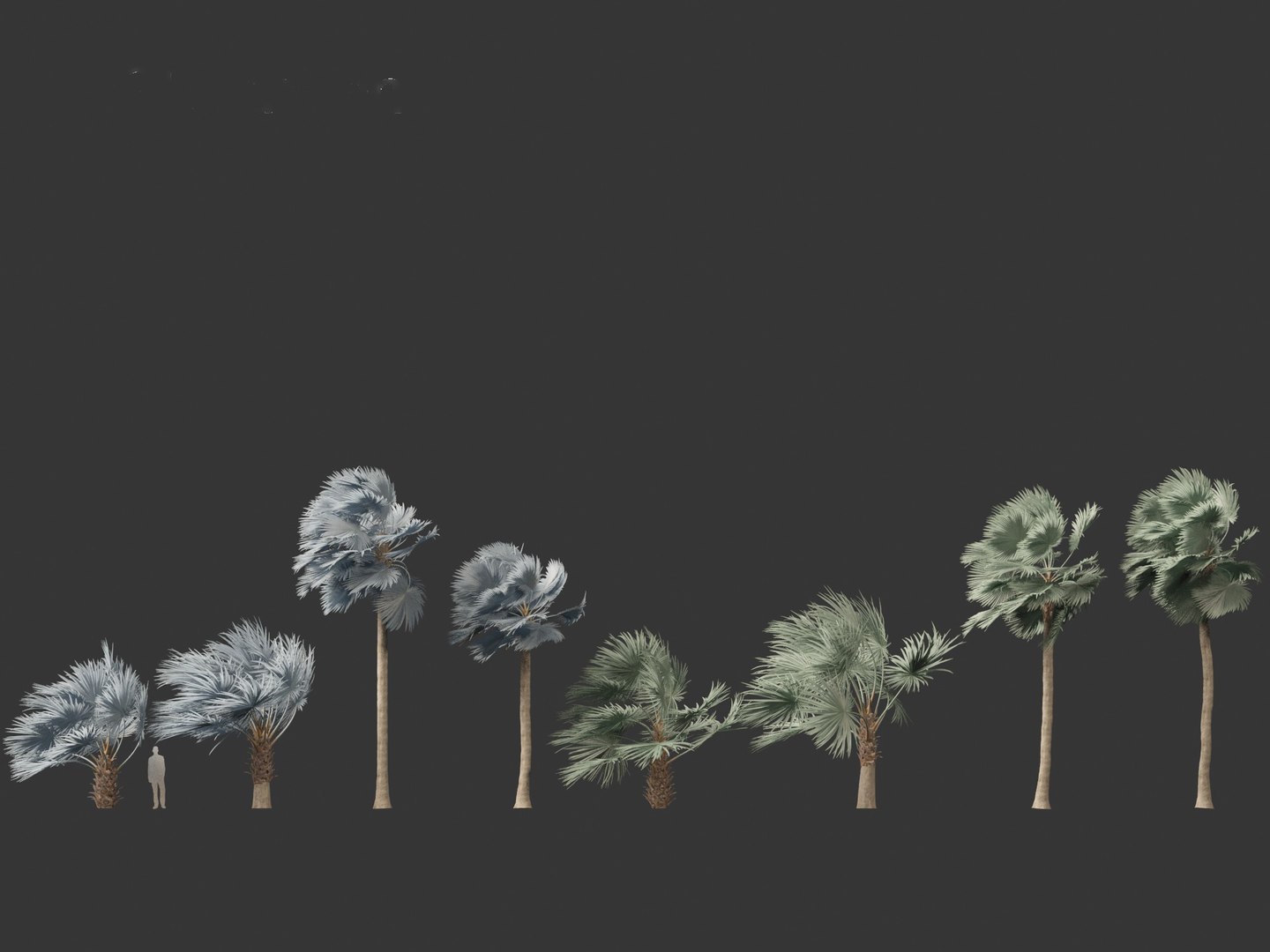 3D Bismarckia nobilis - Silver Bismarck Palm 04 https://p.turbosquid.com/ts-thumb/PT/6NY5Sr/vA/bismarckianobilis042/jpg/1702285231/1920x1080/fit_q87/2356c1f70ac3c048f78ed77ff55a62822d71fceb/bismarckianobilis042.jpg