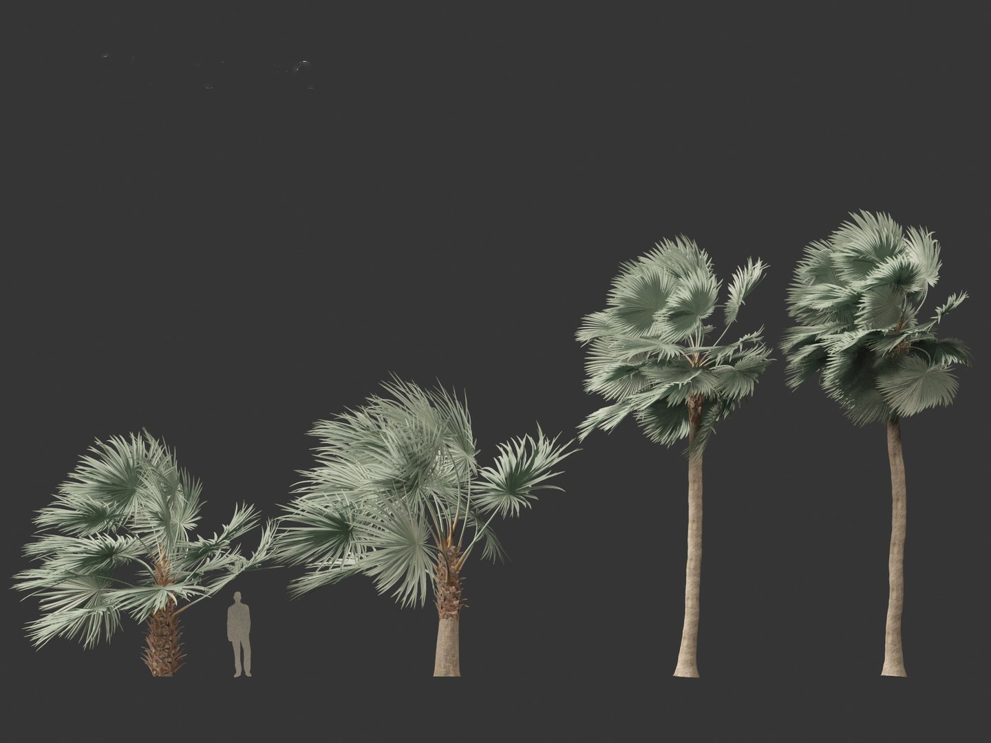 3D Bismarckia nobilis - Silver Bismarck Palm 04 https://p.turbosquid.com/ts-thumb/PT/6NY5Sr/wi/bismarckianobilis046/jpg/1702285236/1920x1080/fit_q87/ecd8d1926ca7d0595f424a4e20a7f2ef011d0e21/bismarckianobilis046.jpg
