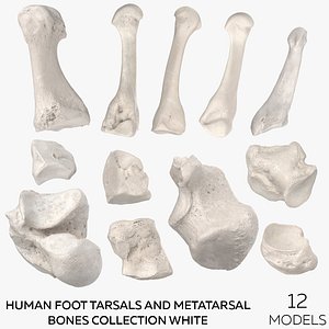 Human Foot Tarsals and Metatarsal Bones Collection White - 12 models