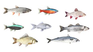 Fish Collection