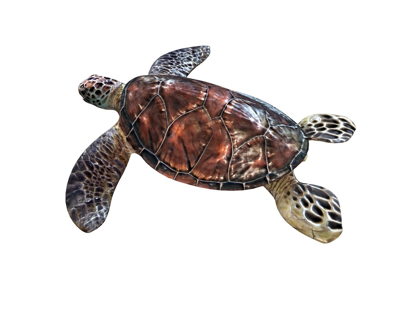 3D Turtle Rigged - TurboSquid 1551946