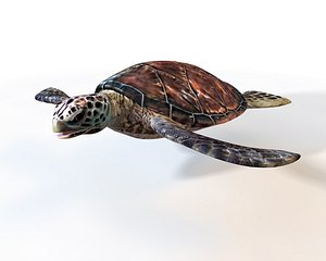 3D turtle rigged