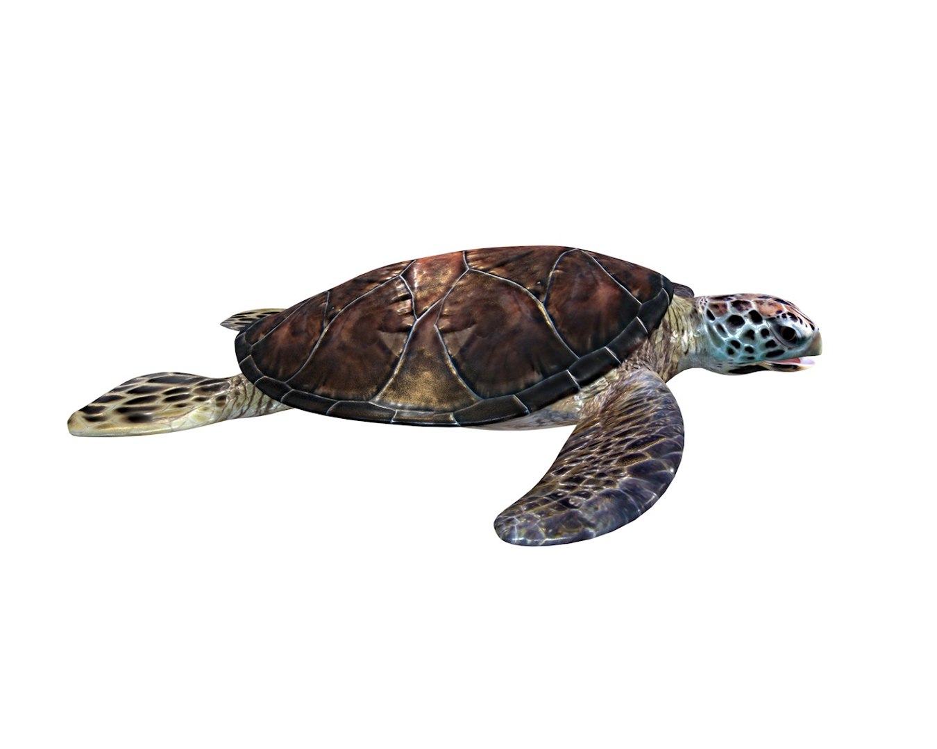 3D Turtle Rigged - TurboSquid 1551946