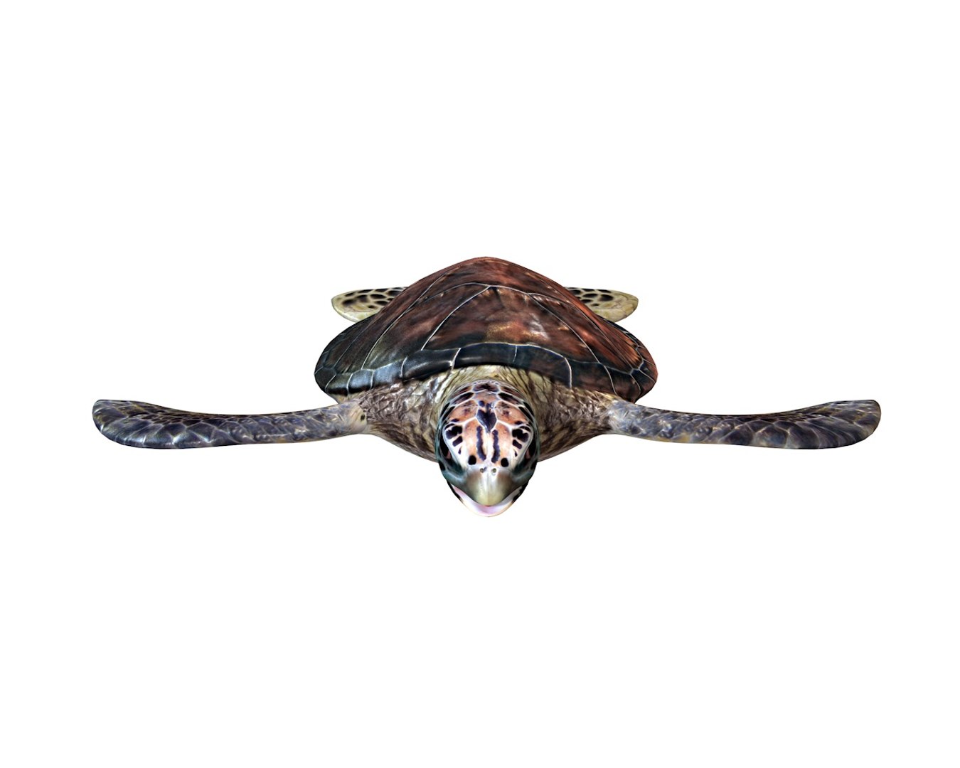 3D Turtle Rigged - TurboSquid 1551946