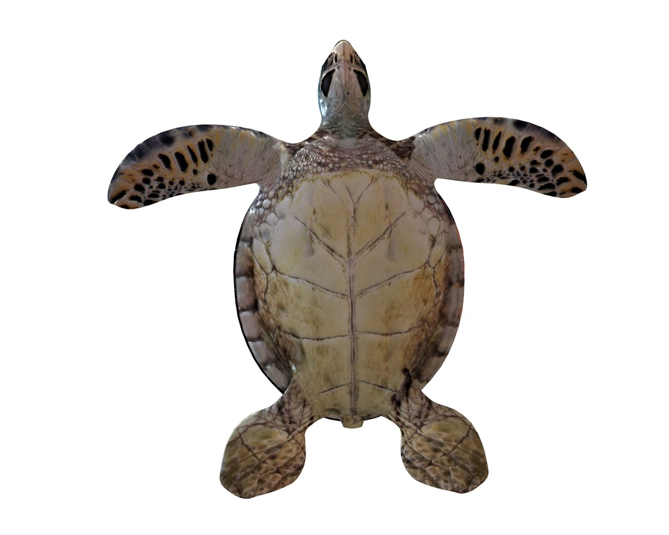3D Turtle Rigged - TurboSquid 1551946