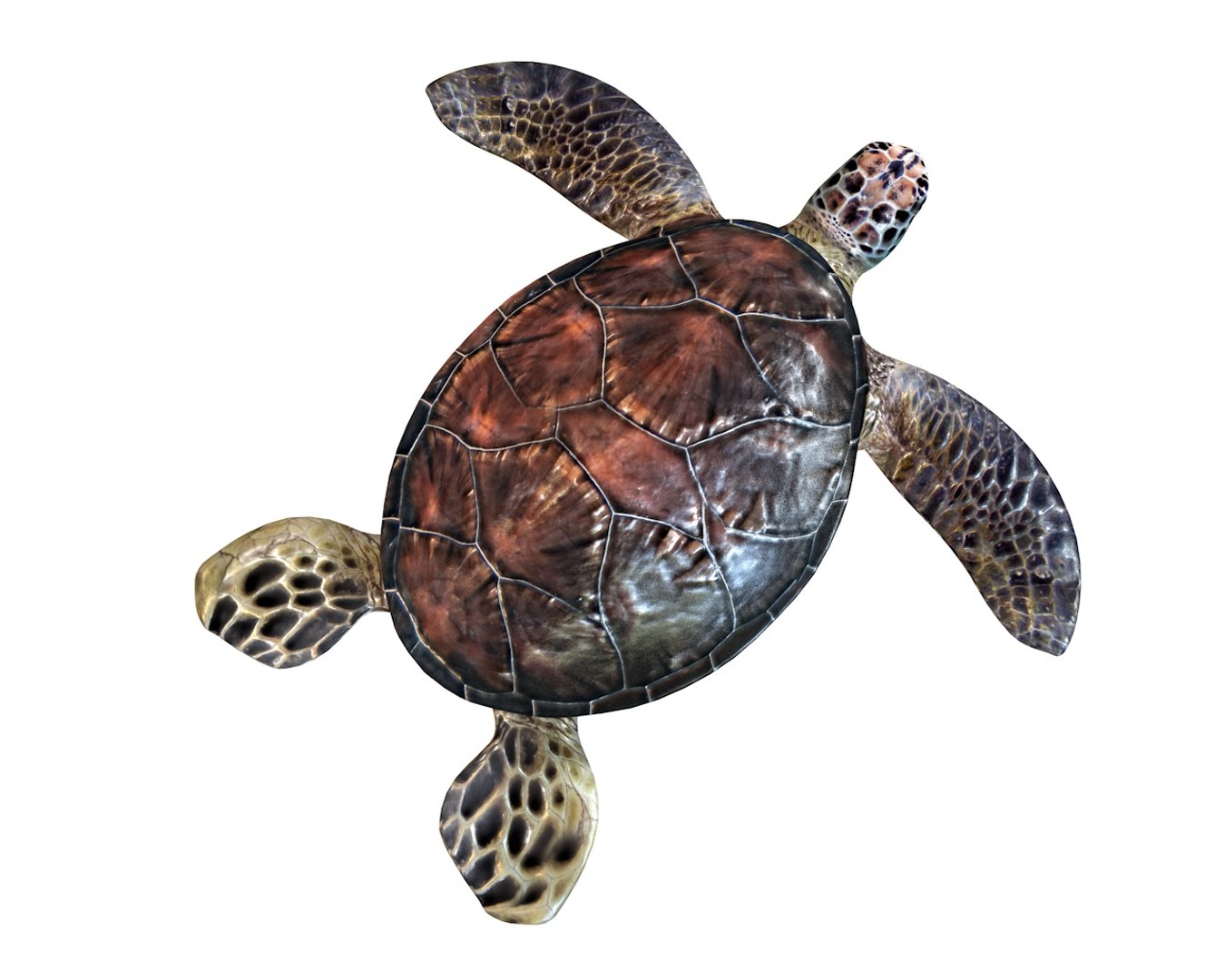 3D Turtle Rigged - TurboSquid 1551946