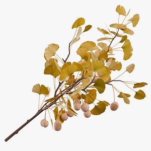 Ginkgo Branch 01 a