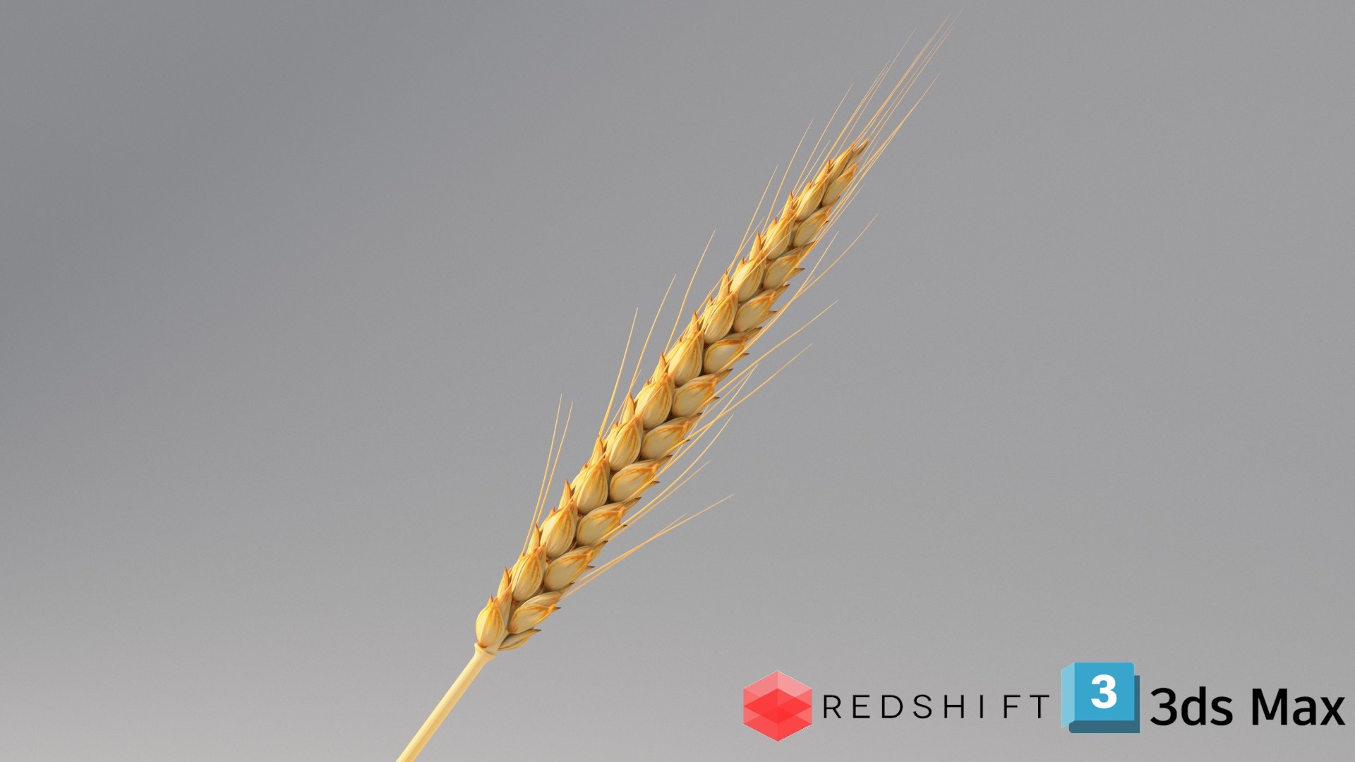 realistic wheat spikelets 3D model https://p.turbosquid.com/ts-thumb/PT/fFrdko/16/wheat_conv_05_max_redshift/jpg/1773399446/1920x1080/fit_q87/a44a9f4d7e79064a7fa8fe3391bca901b1e0e3c2/wheat_conv_05_max_redshift.jpg