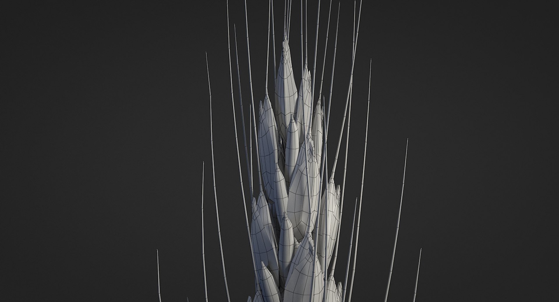 realistic wheat spikelets 3D model https://p.turbosquid.com/ts-thumb/PT/fFrdko/1SZDyoOl/wheat_12/jpg/1520424975/1920x1080/fit_q87/9d01859d10e99061b8d9e9d79ee8521672b8f9a8/wheat_12.jpg
