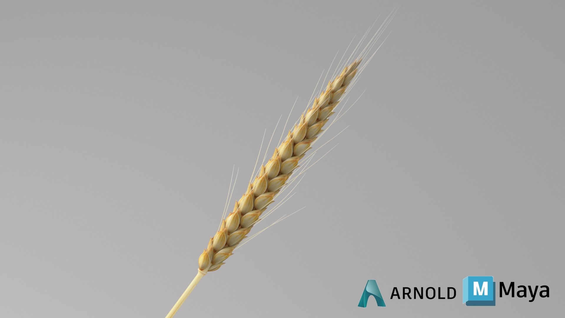 realistic wheat spikelets 3D model https://p.turbosquid.com/ts-thumb/PT/fFrdko/22/wheat_conv_07_maya_arnold/jpg/1773399449/1920x1080/fit_q87/ff1de95e827897381df515d1073026c872fe2f11/wheat_conv_07_maya_arnold.jpg