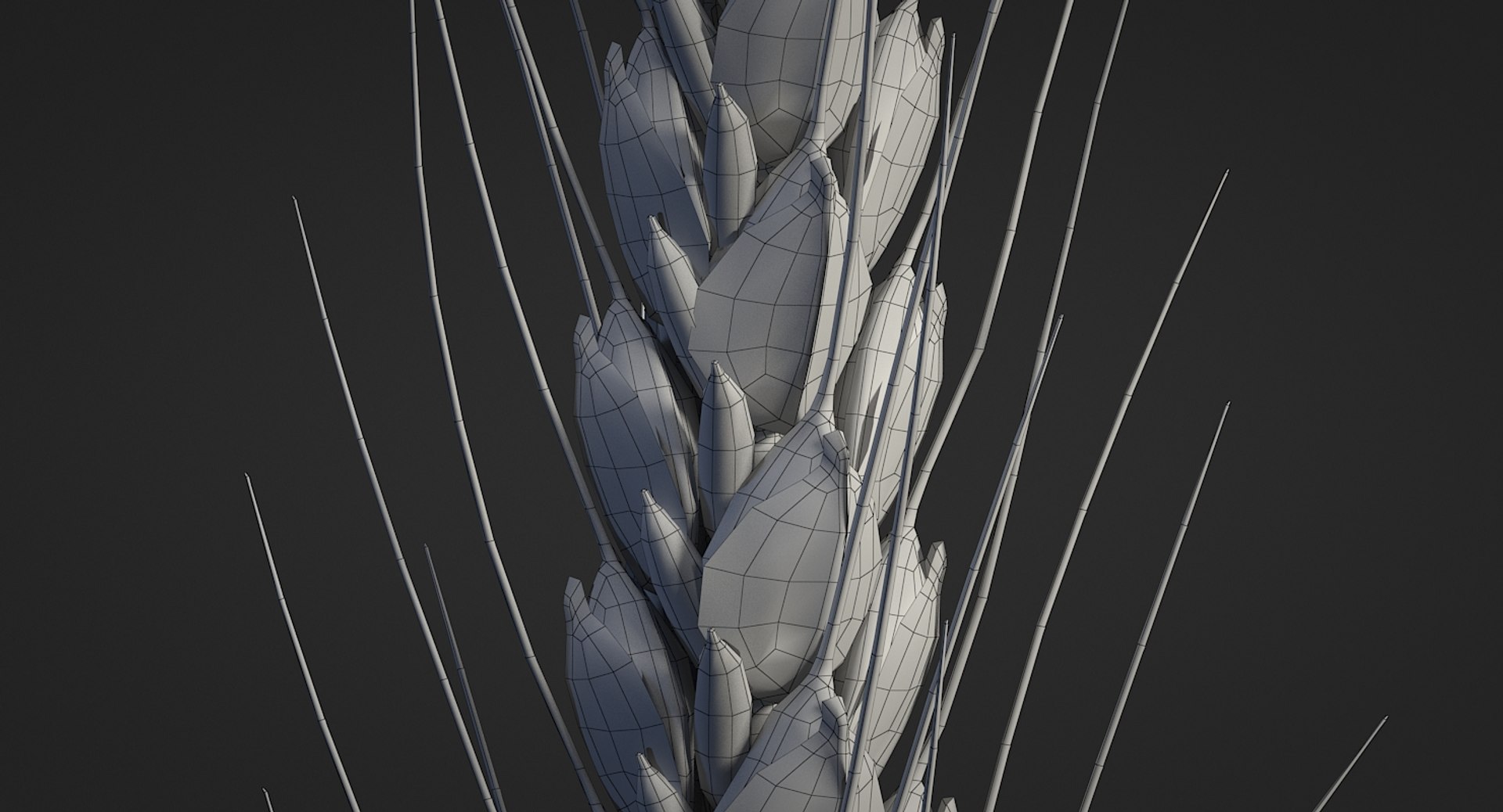 realistic wheat spikelets 3D model https://p.turbosquid.com/ts-thumb/PT/fFrdko/49QmNmfk/wheat_11/jpg/1520424975/1920x1080/fit_q87/23147f0db95d96ae5c055ef53dc4e813dc50bd4f/wheat_11.jpg