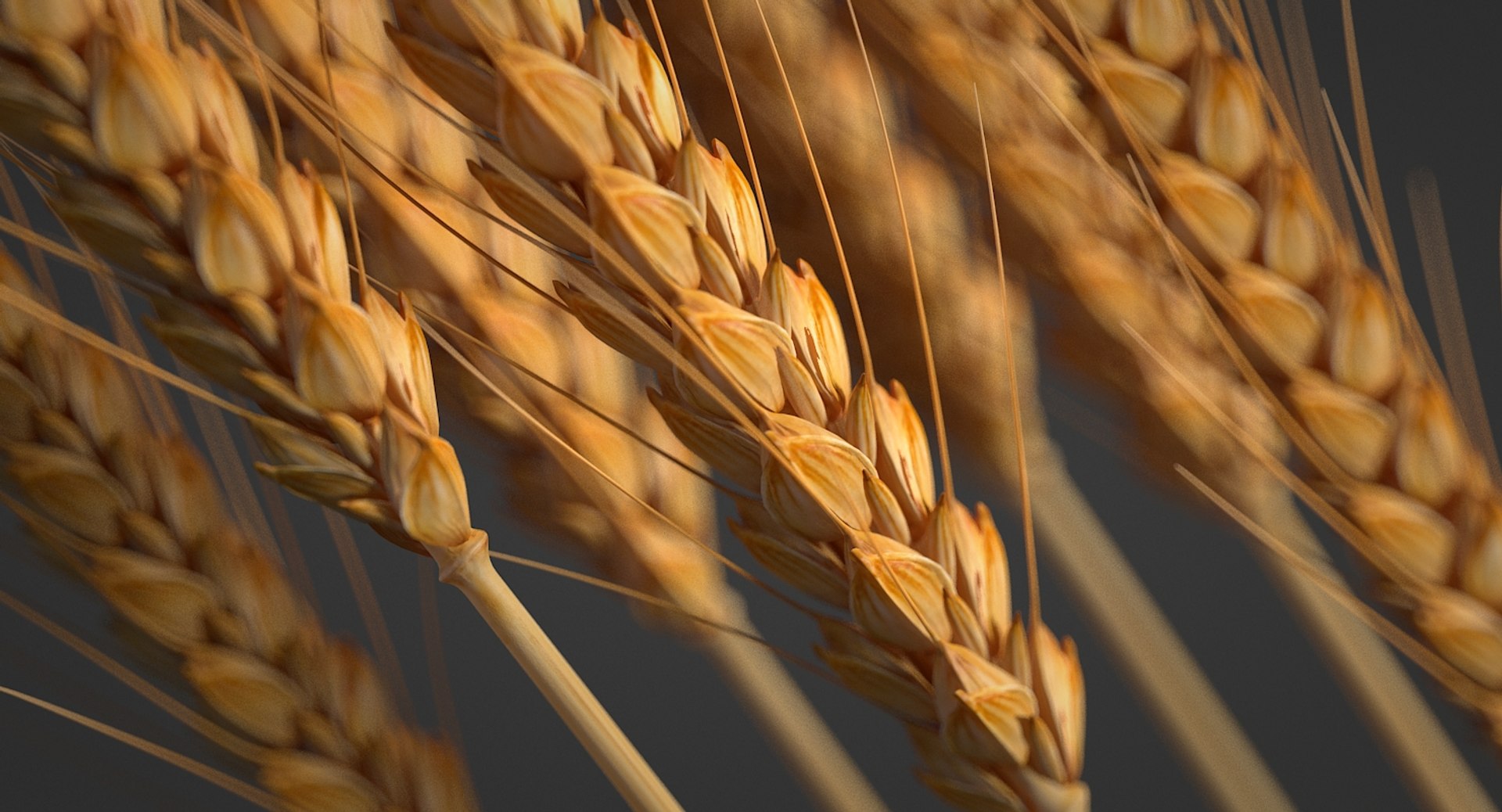 realistic wheat spikelets 3D model https://p.turbosquid.com/ts-thumb/PT/fFrdko/8QZsdzDX/wheat_03/jpg/1520424974/1920x1080/fit_q87/376490f2574828866b2d5ba05be2b81c5a15075a/wheat_03.jpg