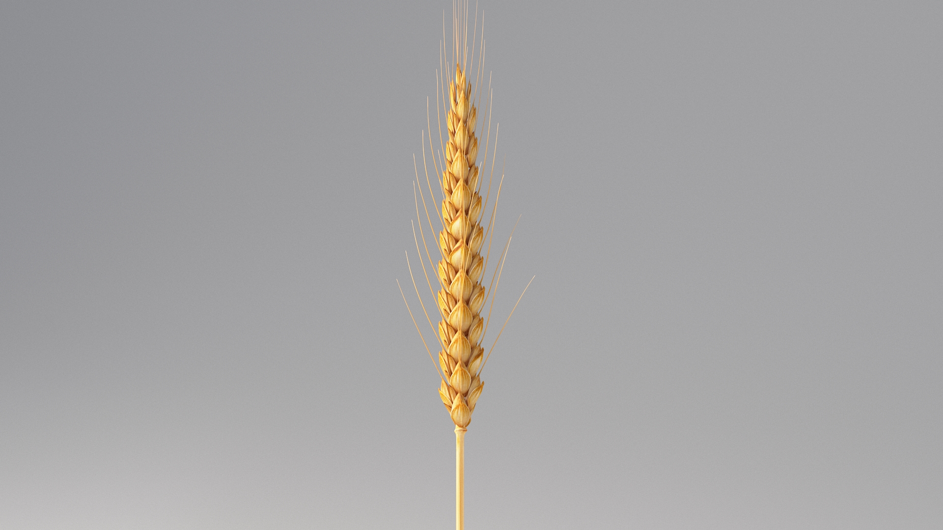 realistic wheat spikelets 3D model https://p.turbosquid.com/ts-thumb/PT/fFrdko/AQ/wheattba/jpg/1773399495/1920x1080/turn_fit_q99/cdf73ced12bbc037e2a8e633d170fb1eaf72dd29/wheattba-1.jpg