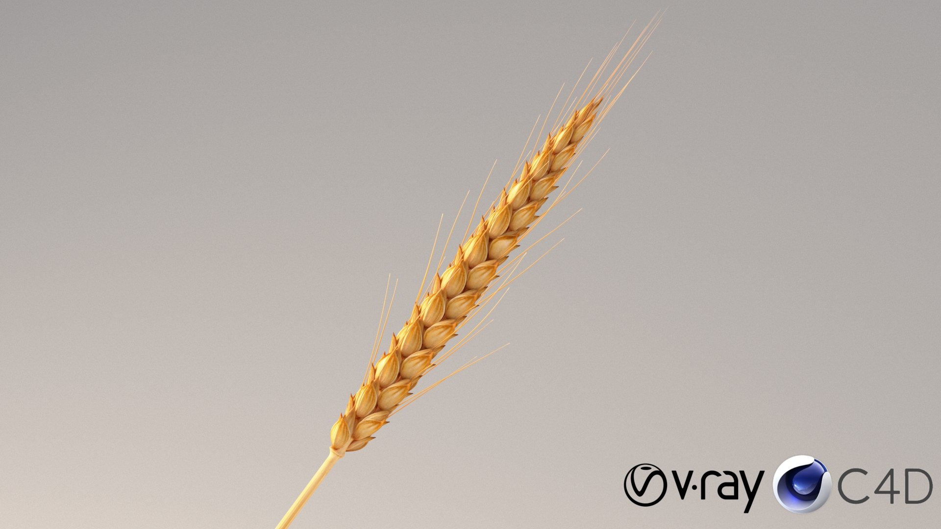 realistic wheat spikelets 3D model https://p.turbosquid.com/ts-thumb/PT/fFrdko/HP/wheat_conv_01_c4d_vray/jpg/1773399442/1920x1080/fit_q87/541379566fb2edc1611fbee21110f79ca0c62759/wheat_conv_01_c4d_vray.jpg