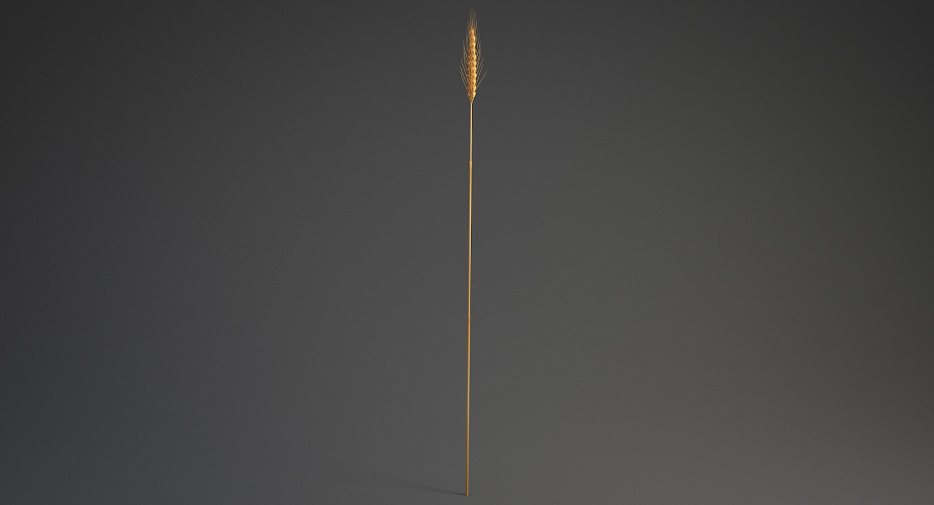 realistic wheat spikelets 3D model https://p.turbosquid.com/ts-thumb/PT/fFrdko/Hw9FyGso/wheat_07/jpg/1520424974/1920x1080/fit_q87/faf41aca33c7276f83ed136862593ad0a939f757/wheat_07.jpg