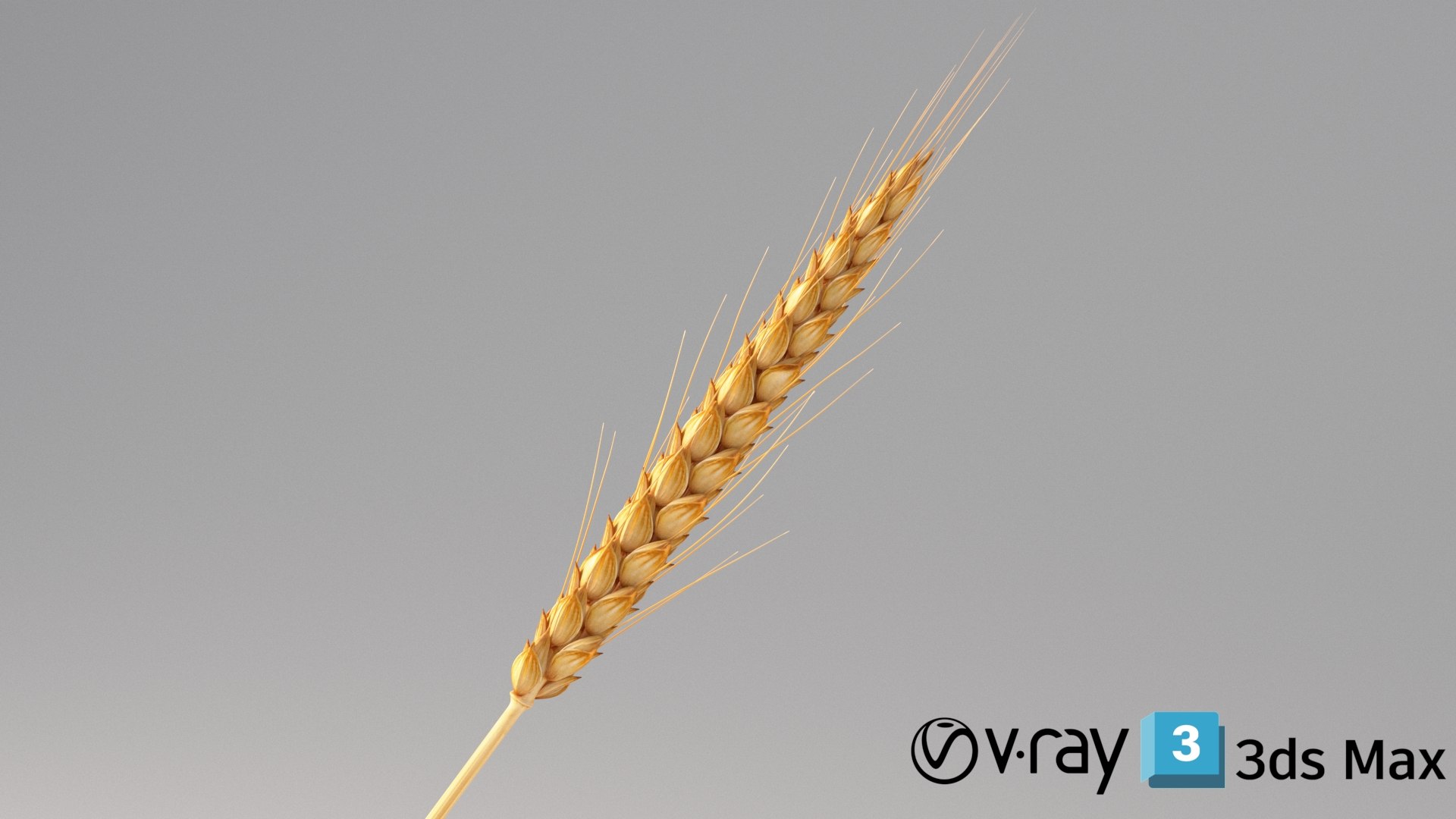 realistic wheat spikelets 3D model https://p.turbosquid.com/ts-thumb/PT/fFrdko/Mf/wheat_conv_06_max_vray/jpg/1773399448/1920x1080/fit_q87/d88c4de33822a99aaa995ea1071e908ca6de4d7b/wheat_conv_06_max_vray.jpg