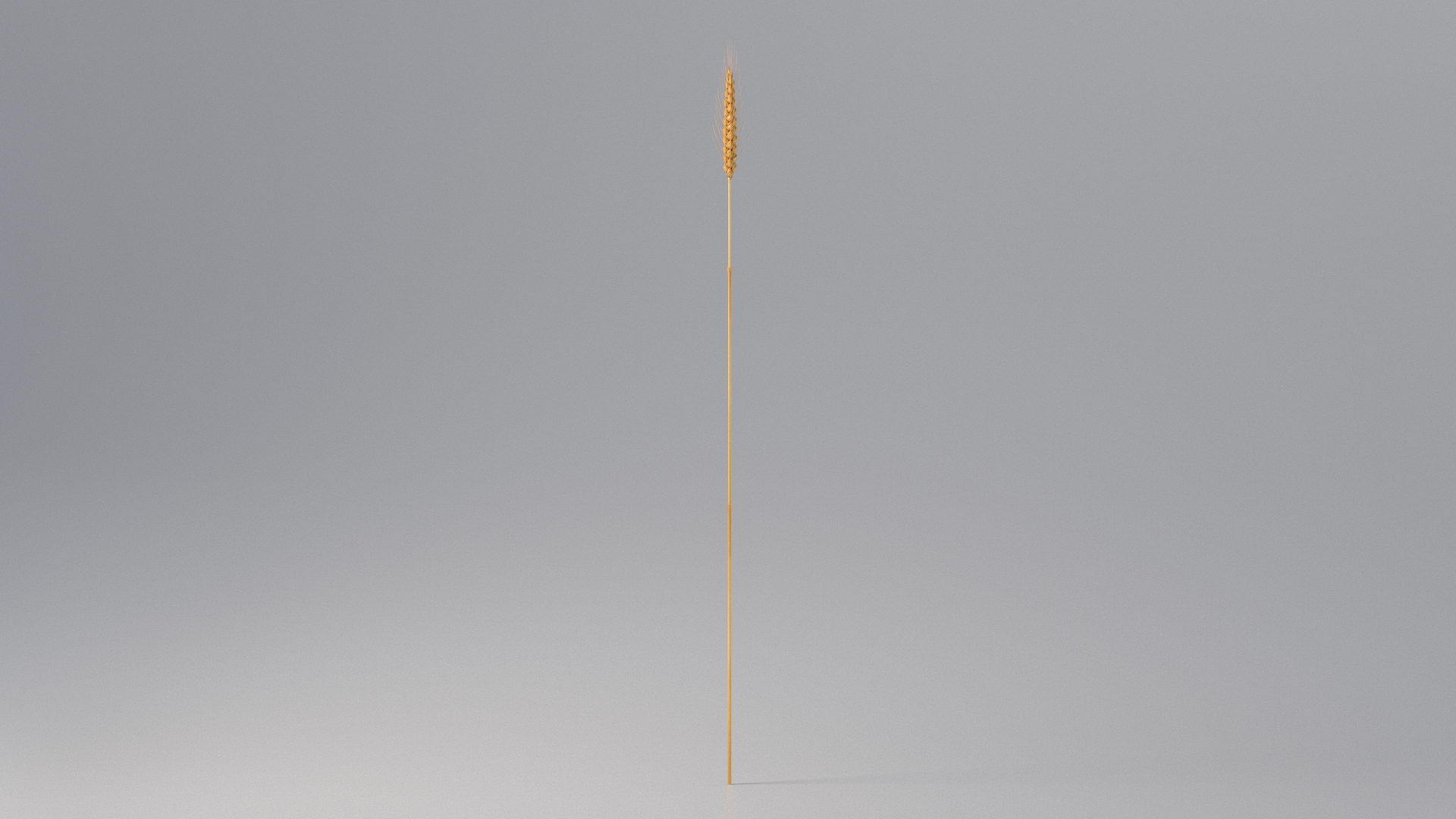 realistic wheat spikelets 3D model https://p.turbosquid.com/ts-thumb/PT/fFrdko/O4/wheattbb/jpg/1773399545/1920x1080/turn_fit_q99/785532b847ad1a2bcbda00f0be58a8f1bba0004d/wheattbb-1.jpg