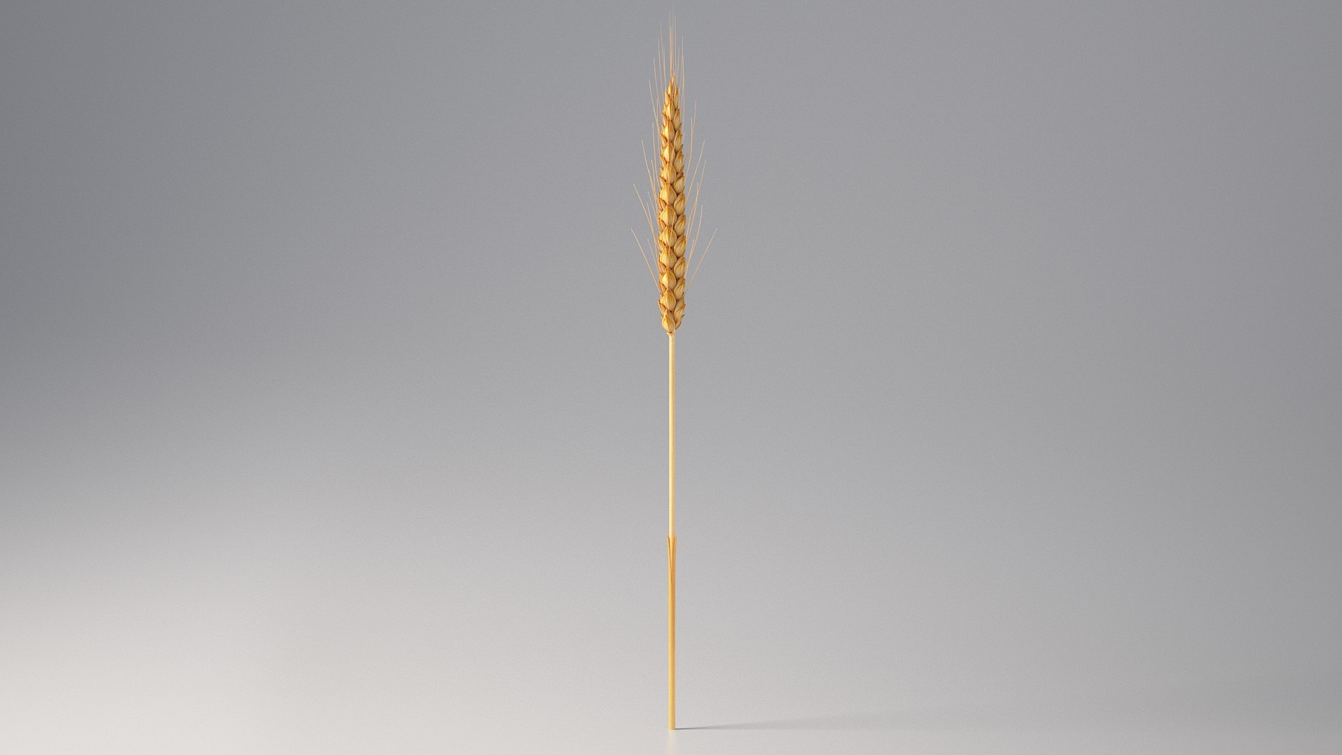 realistic wheat spikelets 3D model https://p.turbosquid.com/ts-thumb/PT/fFrdko/OK/wheat_08/jpg/1773399434/1920x1080/fit_q87/e03ef99cc4db623edce32e46c177db0ca103a5b0/wheat_08.jpg