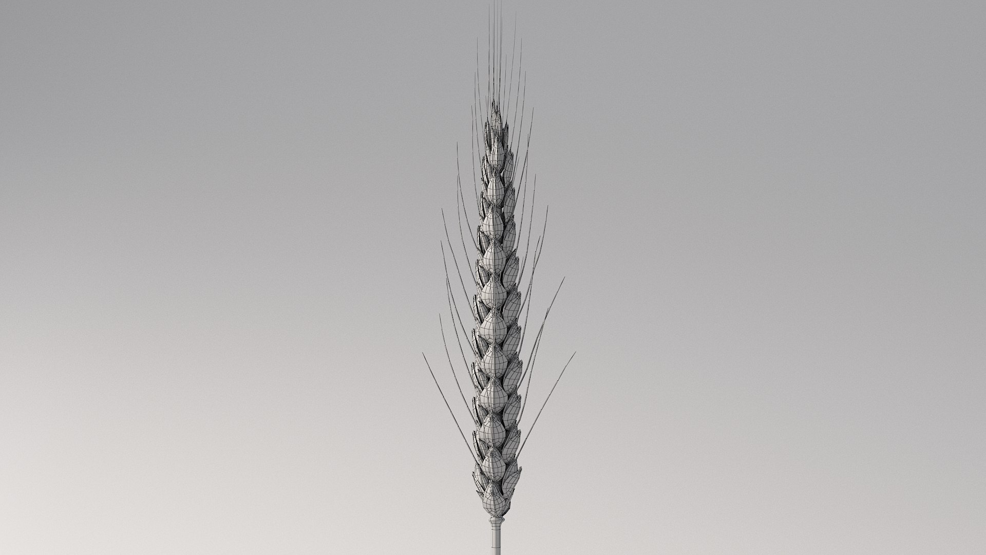 realistic wheat spikelets 3D model https://p.turbosquid.com/ts-thumb/PT/fFrdko/Rp/wheat_09/jpg/1773399436/1920x1080/fit_q87/294afac54458c0d360fa4341a412f087cce42871/wheat_09.jpg