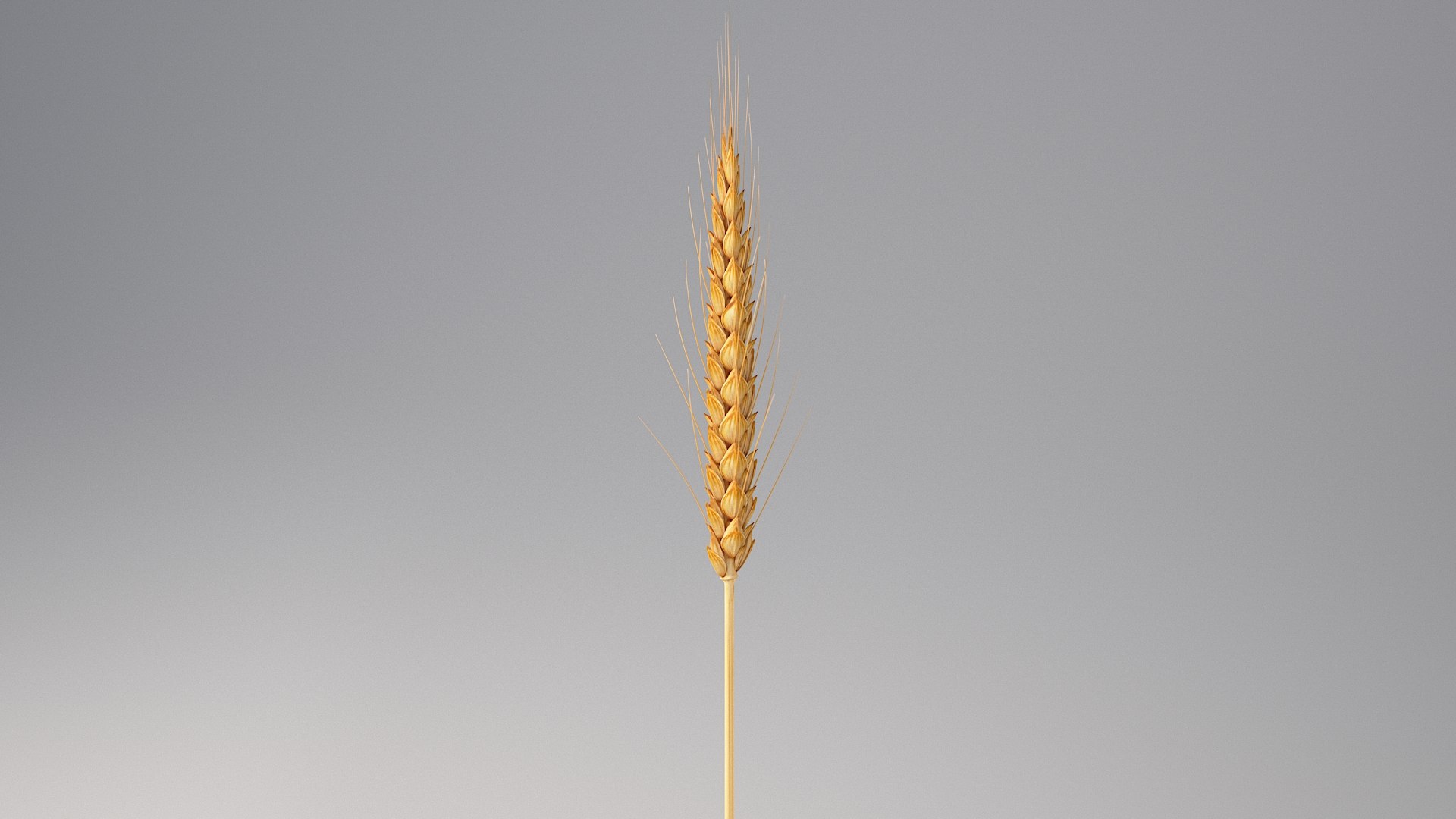 realistic wheat spikelets 3D model https://p.turbosquid.com/ts-thumb/PT/fFrdko/TB/wheat_07/jpg/1773399433/1920x1080/fit_q87/11d84148d5b20727ada8e66ac3a066d1cc5edb5d/wheat_07.jpg