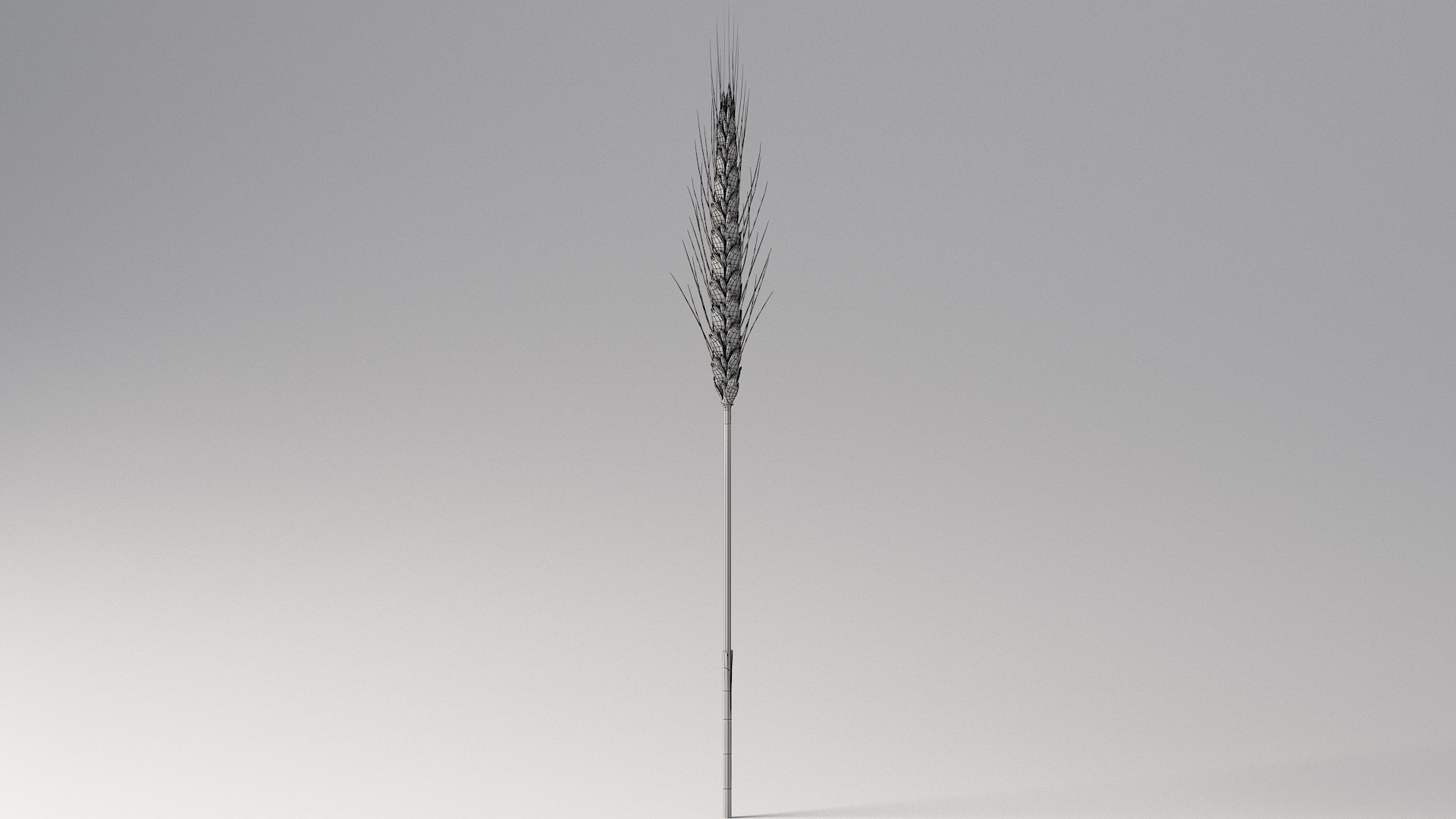 realistic wheat spikelets 3D model https://p.turbosquid.com/ts-thumb/PT/fFrdko/UM/wheat_11/jpg/1773399438/1920x1080/fit_q87/e4b92fea4f30a1fef6f2e38bb8e0fb660e076b0e/wheat_11.jpg