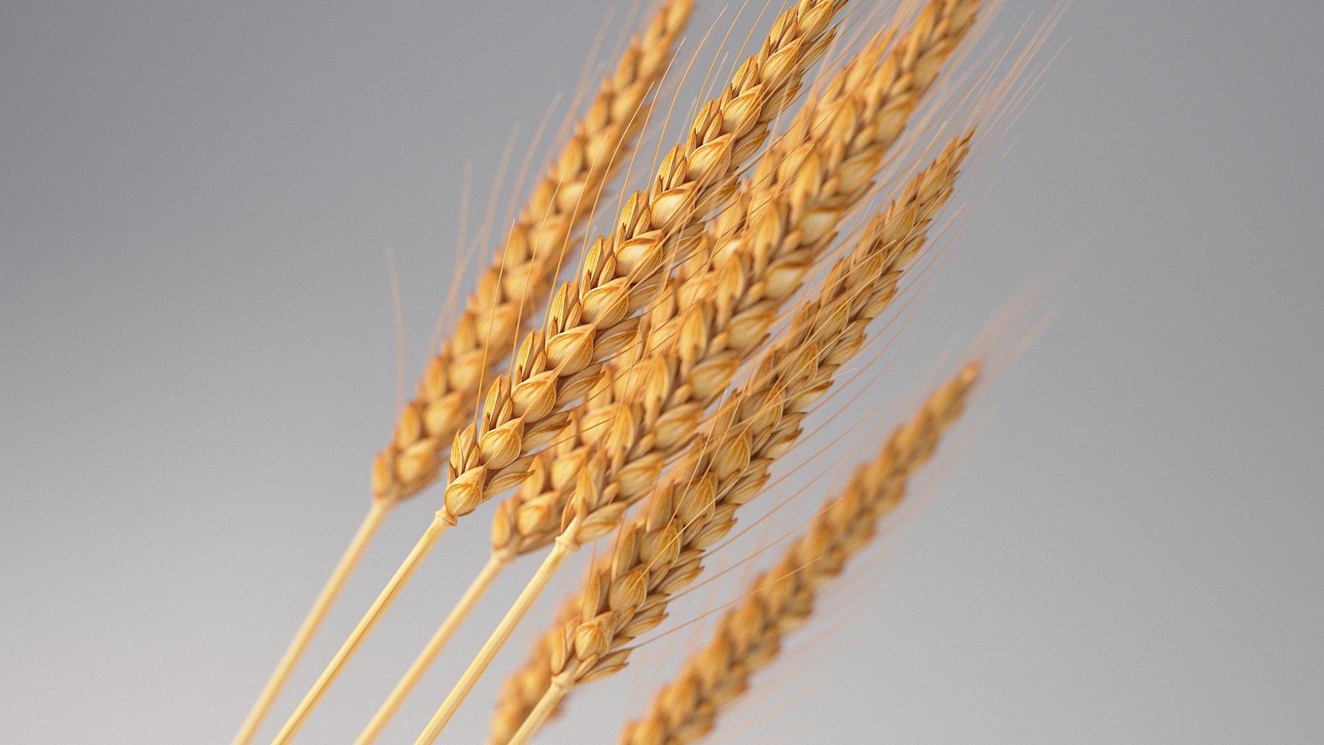 realistic wheat spikelets 3D model https://p.turbosquid.com/ts-thumb/PT/fFrdko/V1/wheat_04/jpg/1773399429/1920x1080/fit_q87/232b3180e5758f8fd8d8a3e1089d629d6a3ee790/wheat_04.jpg