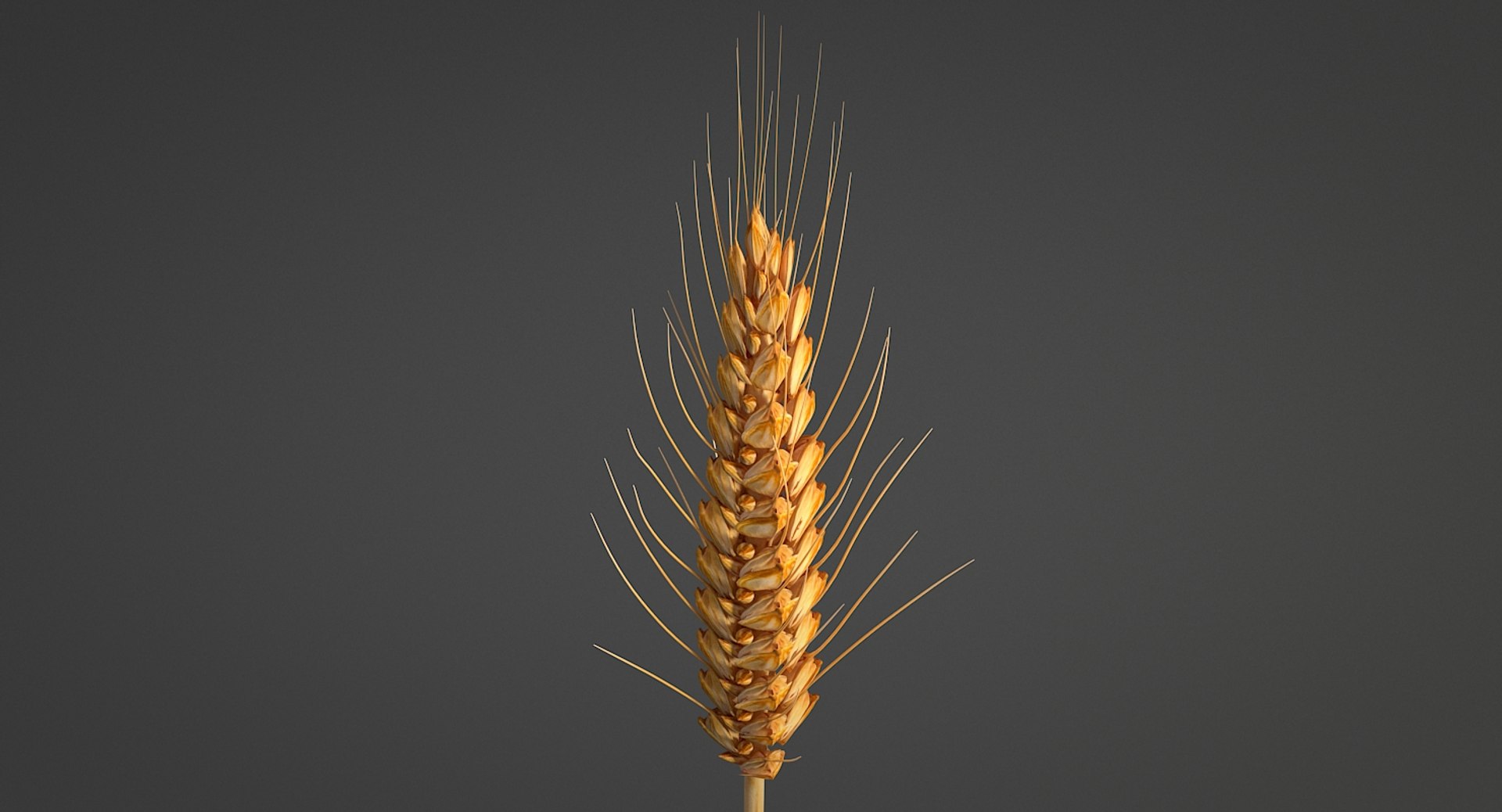 realistic wheat spikelets 3D model https://p.turbosquid.com/ts-thumb/PT/fFrdko/ZWM87Wgx/wheat_06/jpg/1520424974/1920x1080/fit_q87/4efdd28cae05c72295139bd318aacdf1fa853ab6/wheat_06.jpg