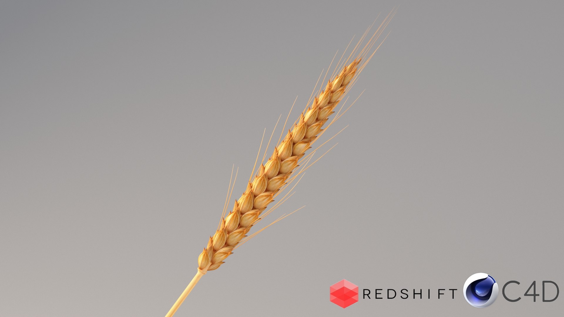 realistic wheat spikelets 3D model https://p.turbosquid.com/ts-thumb/PT/fFrdko/d0/wheat_conv_03_c4d_redshift/jpg/1773399444/1920x1080/fit_q87/de76ca1b0be3bdecae1750e1d550ee3d0e1df39b/wheat_conv_03_c4d_redshift.jpg
