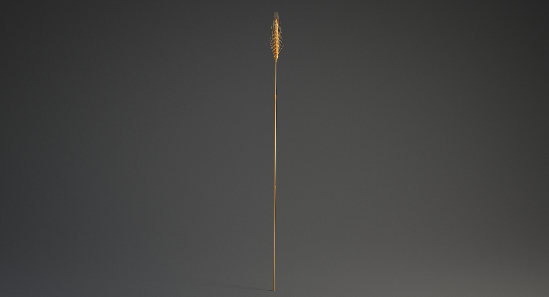 realistic wheat spikelets 3D model https://p.turbosquid.com/ts-thumb/PT/fFrdko/ggE7rNCu/wheattbb/jpg/1520425342/1920x1080/turn_fit_q99/c53981a111c7ea2619a81975edc805f94d8de902/wheattbb-1.jpg