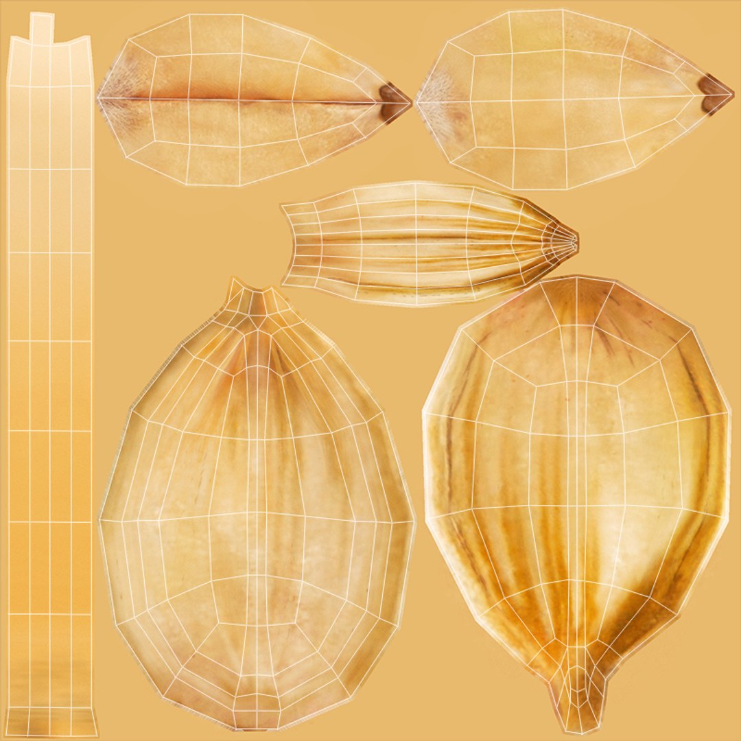 realistic wheat spikelets 3D model https://p.turbosquid.com/ts-thumb/PT/fFrdko/hTMzwCuI/outuv_18_grain2/jpg/1520424991/1920x1080/fit_q87/f651dc2edb49577bb78e0fdc46a5eac975437468/outuv_18_grain2.jpg