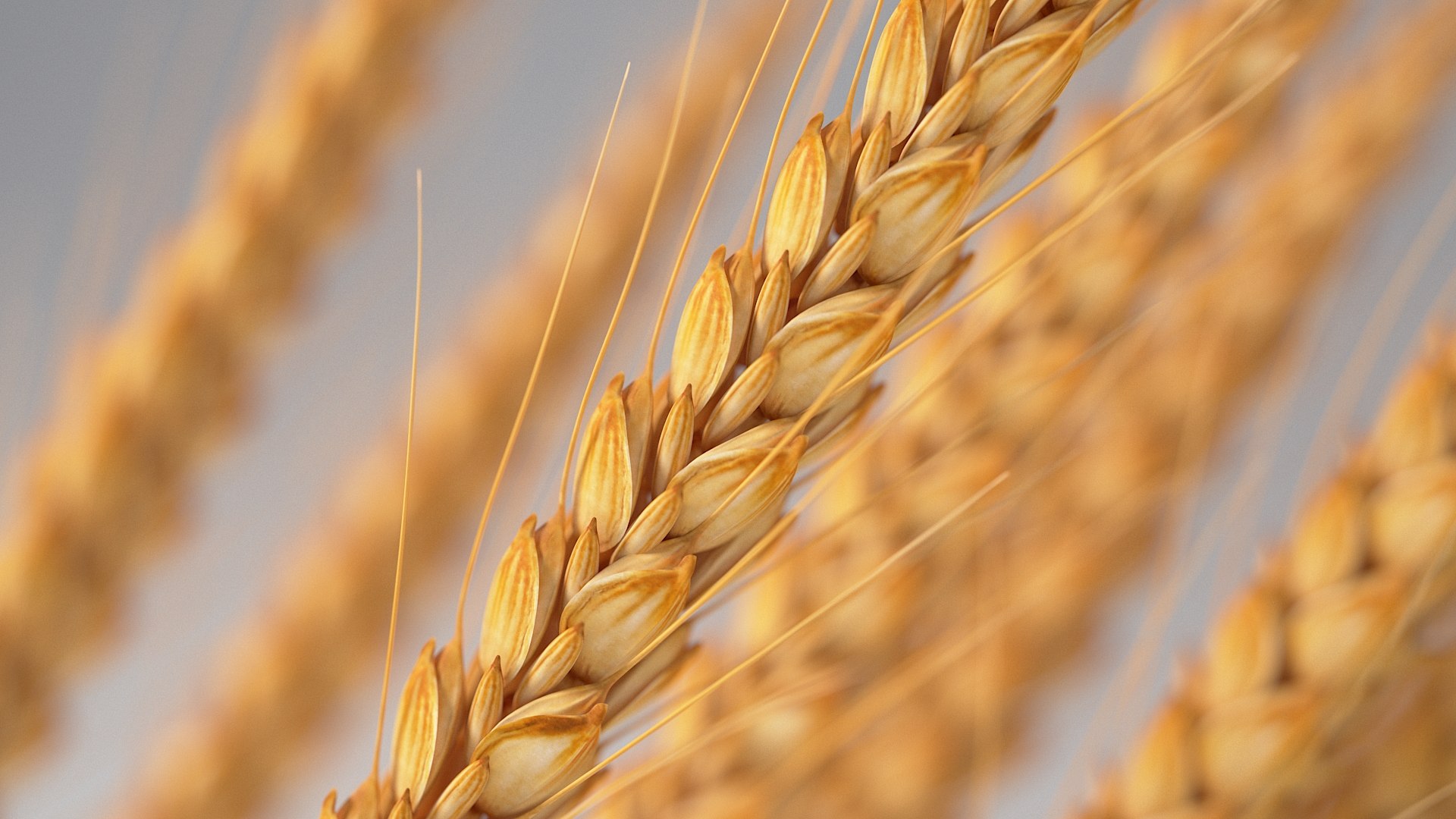 realistic wheat spikelets 3D model https://p.turbosquid.com/ts-thumb/PT/fFrdko/mq/wheat_05/jpg/1773399429/1920x1080/fit_q87/db6aa66c48be8b58ee16156ea3988baf8a1e8b28/wheat_05.jpg