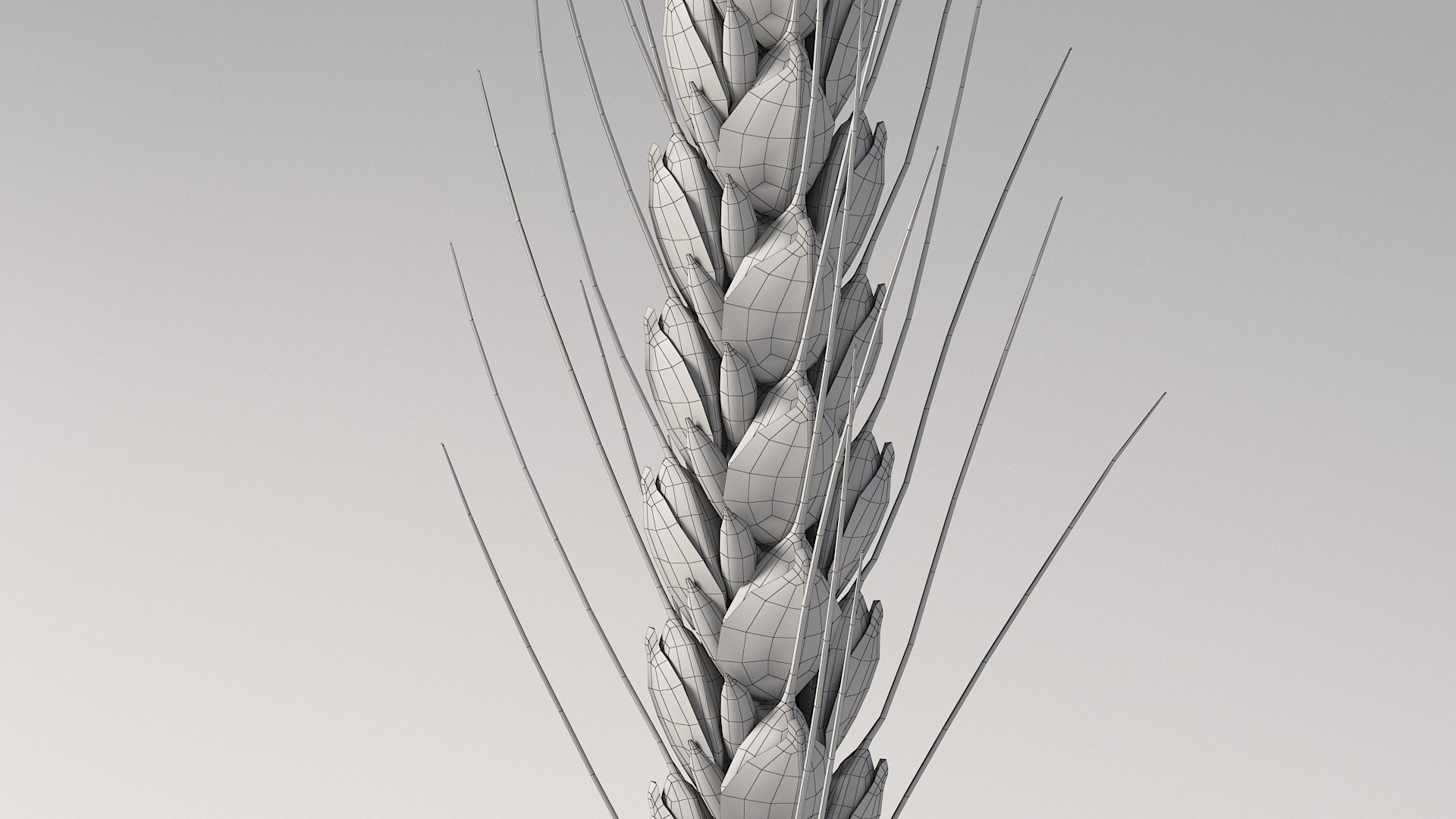 realistic wheat spikelets 3D model https://p.turbosquid.com/ts-thumb/PT/fFrdko/rS/wheat_12/jpg/1773399441/1920x1080/fit_q87/7d1a2f5f8f2af07f6d2d22342ed0d7528a436932/wheat_12.jpg