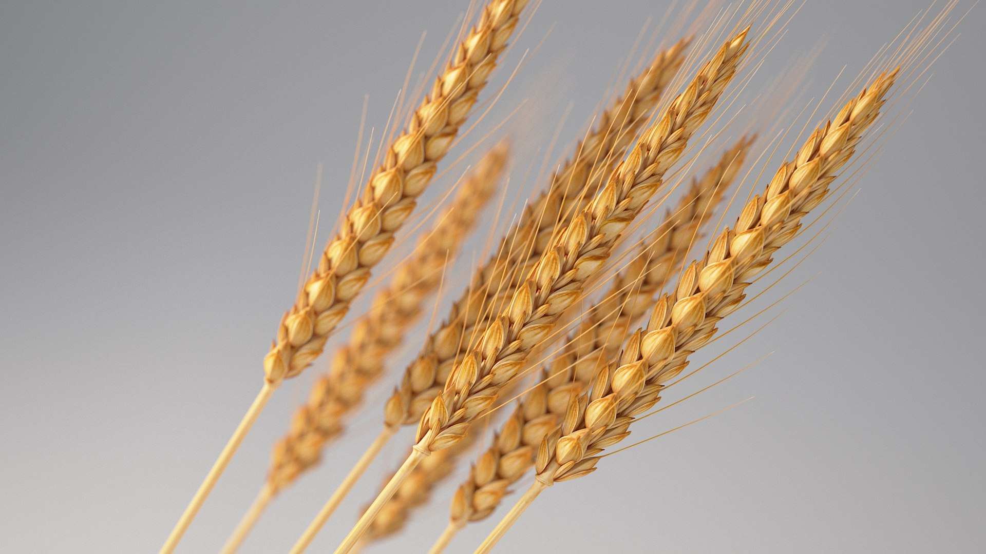 realistic wheat spikelets 3D model https://p.turbosquid.com/ts-thumb/PT/fFrdko/sa/wheat_03/jpg/1773399427/1920x1080/fit_q87/6d5f54a528b4ca29ea7688df1df1c2809b95de49/wheat_03.jpg