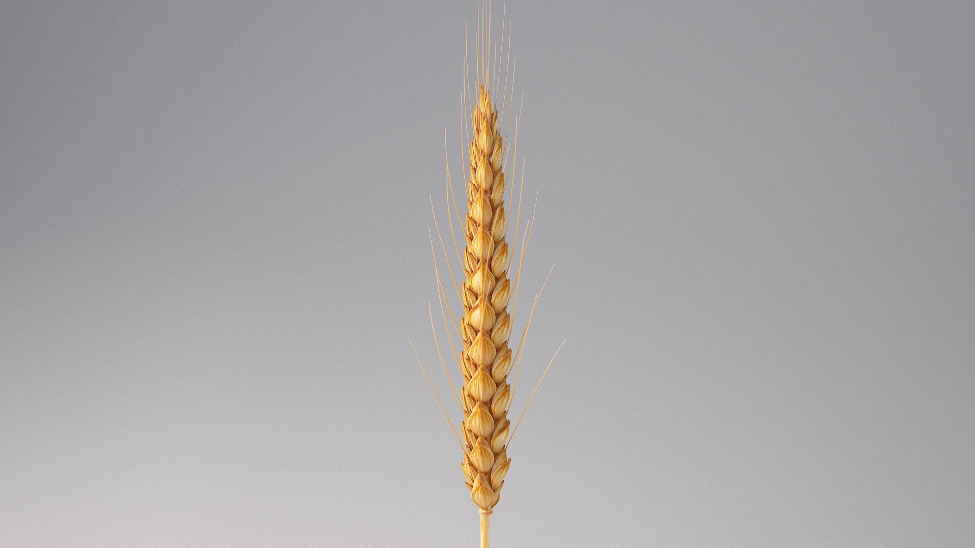 realistic wheat spikelets 3D model https://p.turbosquid.com/ts-thumb/PT/fFrdko/ty/wheat_06/jpg/1773399431/1920x1080/fit_q87/da7ed648aaccbfd4840f59b9d45cbbd6d735d178/wheat_06.jpg