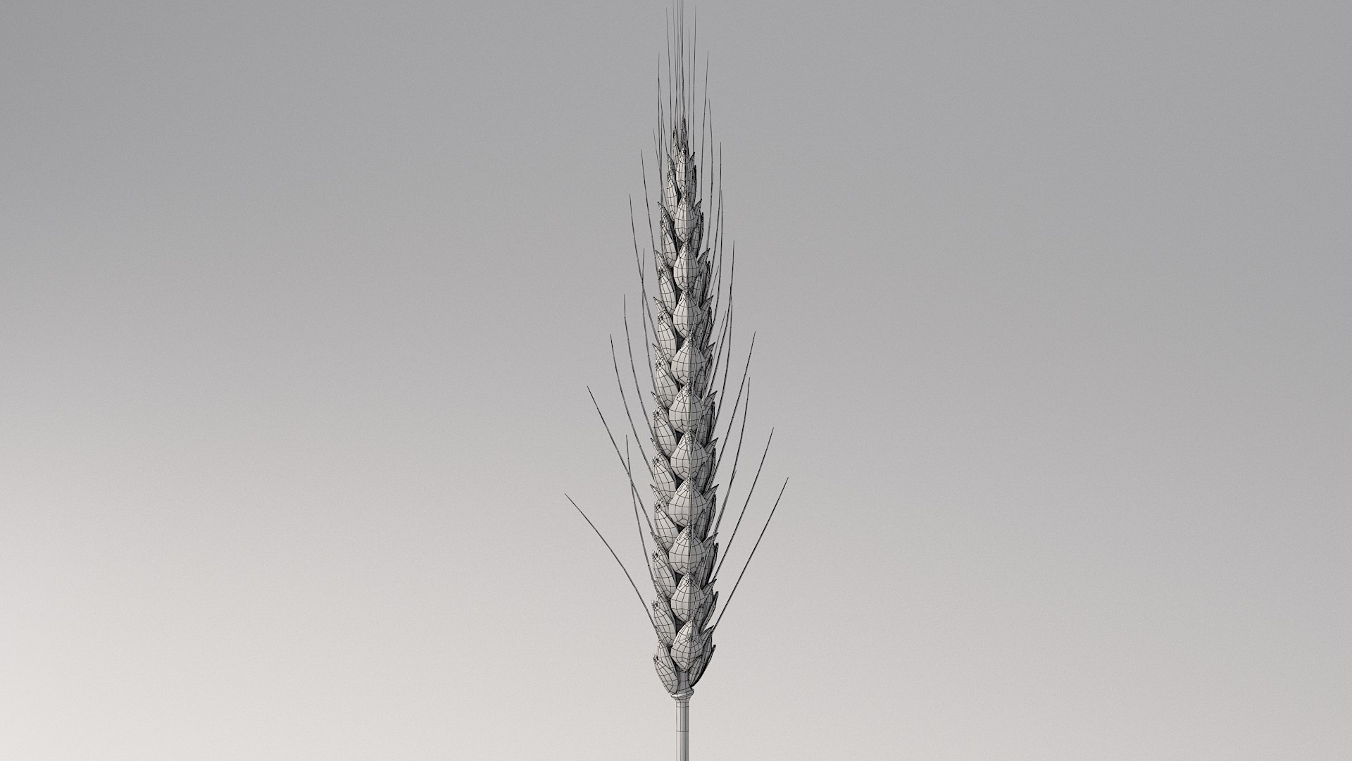 realistic wheat spikelets 3D model https://p.turbosquid.com/ts-thumb/PT/fFrdko/x7/wheat_10/jpg/1773399438/1920x1080/fit_q87/2597f0e628d16299bbff06a2086712b826a908cd/wheat_10.jpg