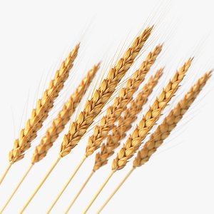 Realistic Wheat Spikelets
