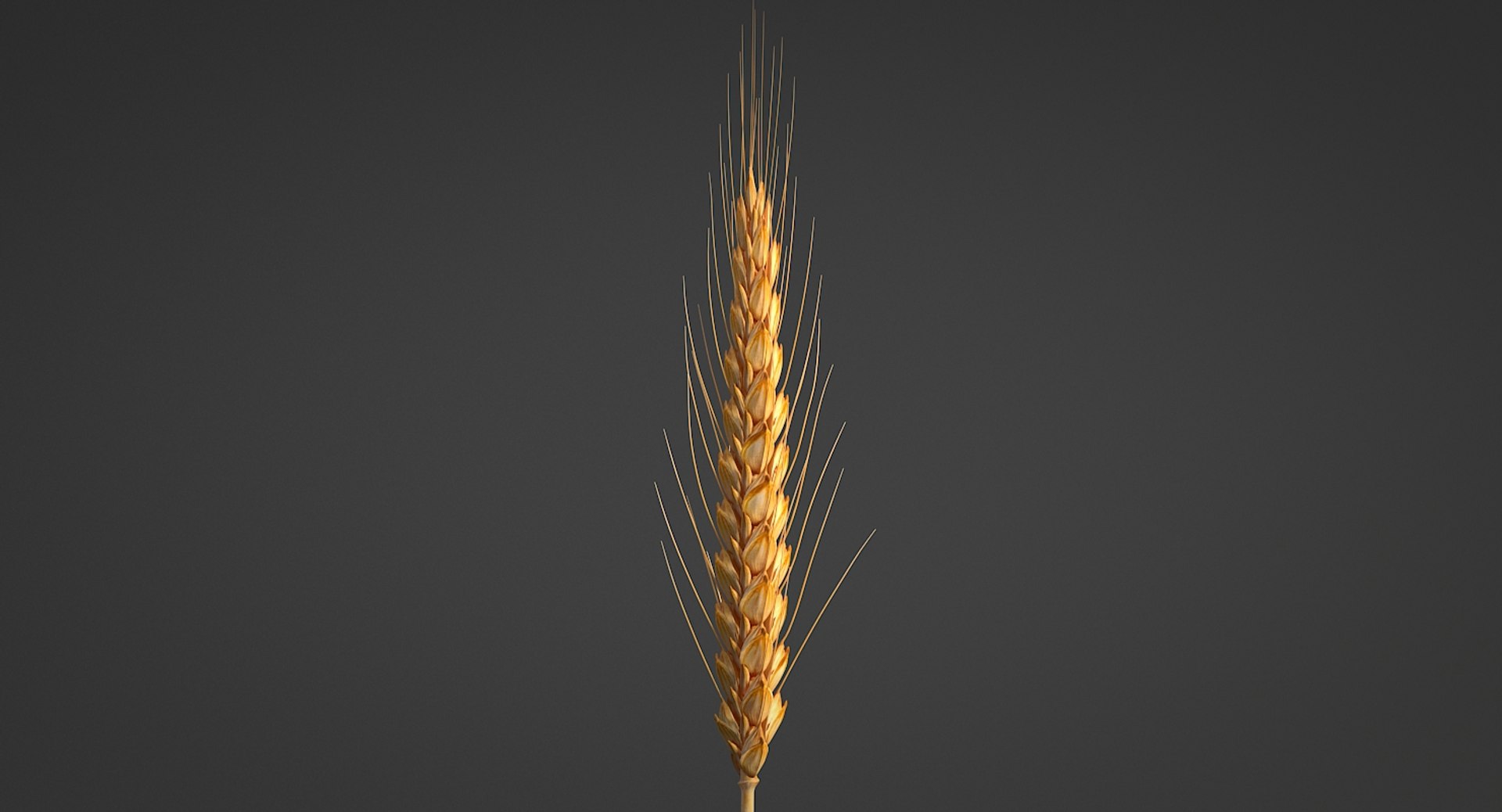 realistic wheat spikelets 3D model https://p.turbosquid.com/ts-thumb/PT/fFrdko/zbnJAEKP/wheat_05/jpg/1520424974/1920x1080/fit_q87/63ba3d1ae86e94487ea8a68e845246545fda8d48/wheat_05.jpg