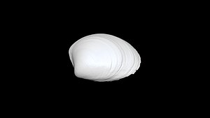 3D Seashell  015 3D CT scan model